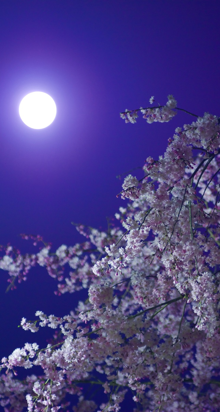 ここからダウンロード 壁紙 夜桜 無料の新鮮なhdの壁紙