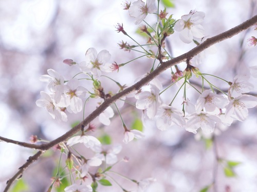 ふんわり桜.jpg