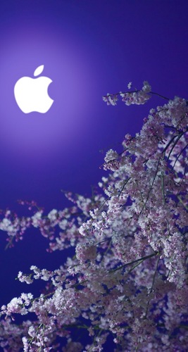 林檎と夜桜.jpg