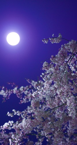 満月と夜桜.jpg