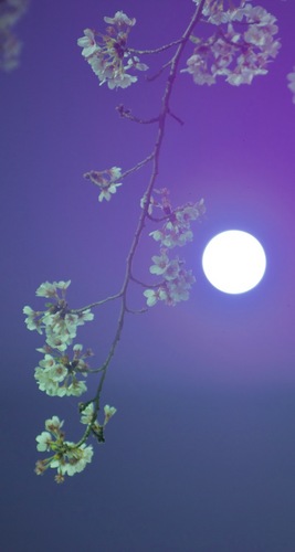 満月と夜桜２.jpg