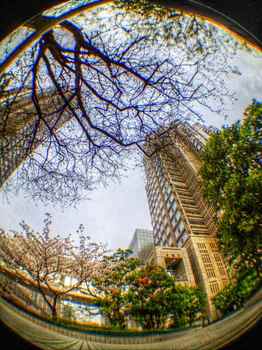 都庁の桜HDR photo camera + mac.jpg