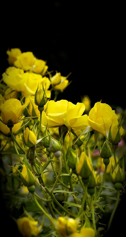 黄色いバラ壁紙.jpg