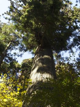 １１：杉の巨木.jpg